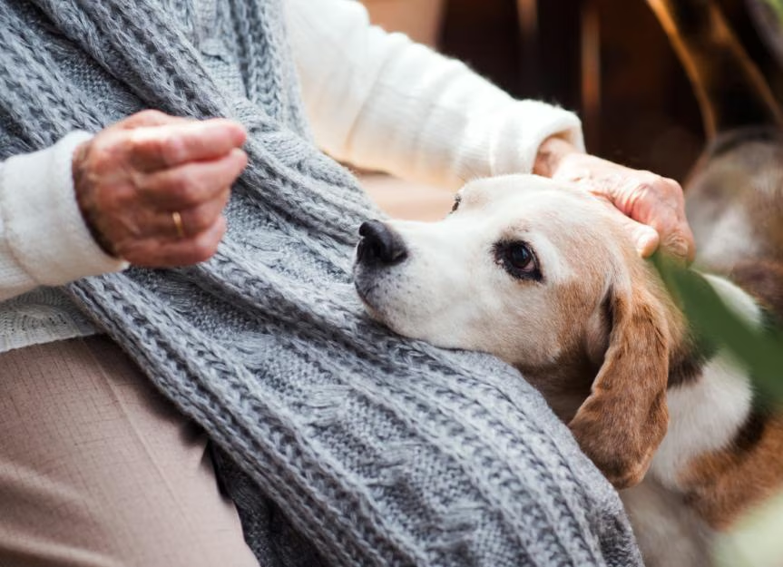 Top Reasons for Lowered Life Span in Pets